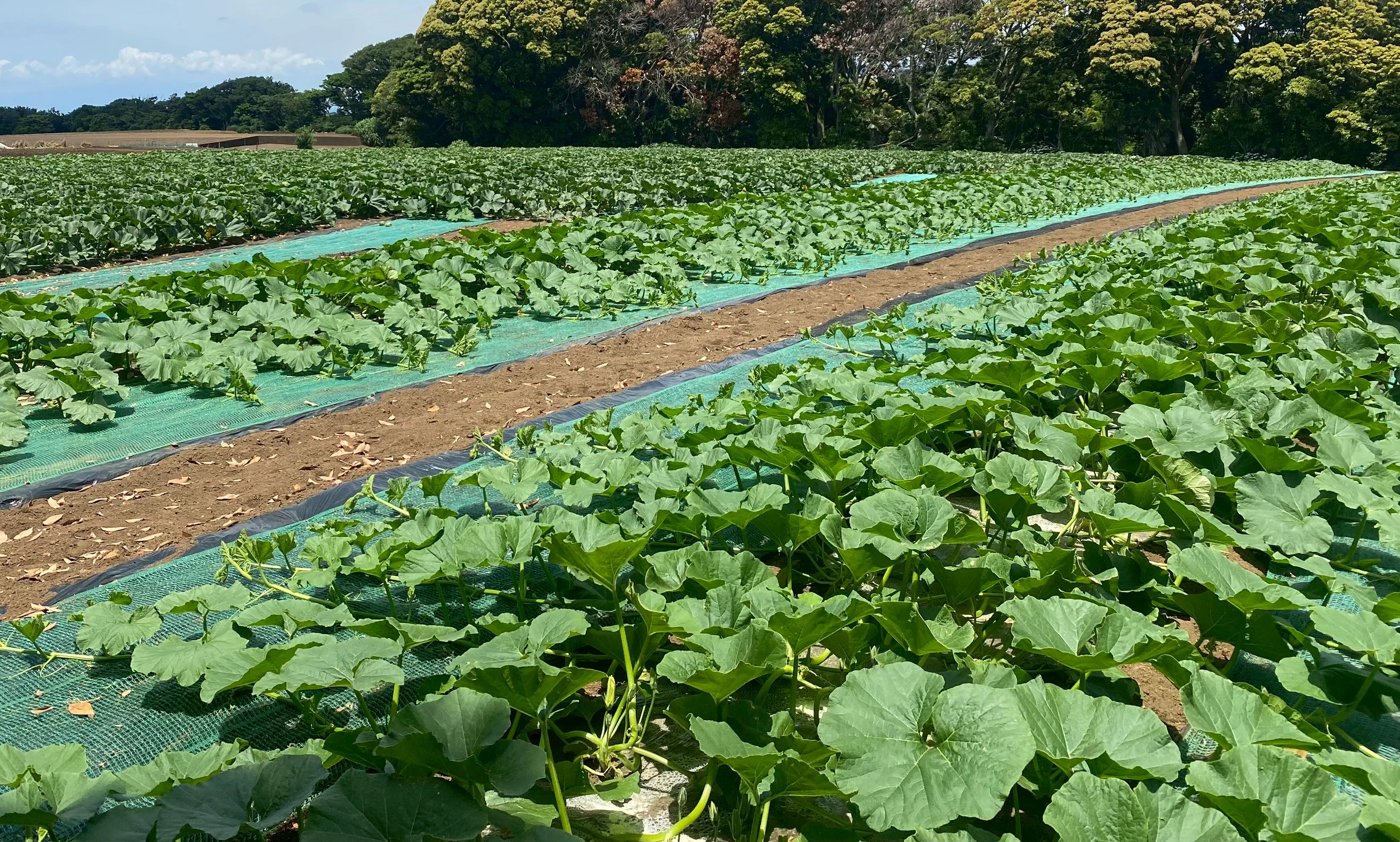 画像11