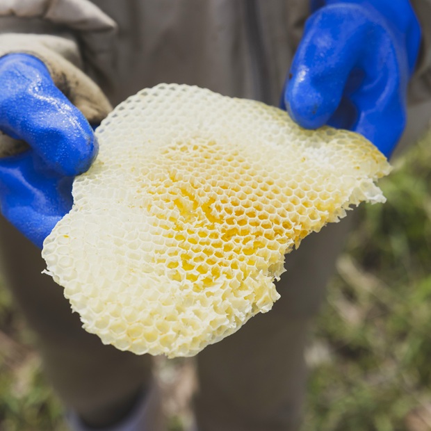 【浦賀】ファーマシーガーデン浦賀を飛び回る自然飼育の蜜蜂たちと濃厚蜂蜜