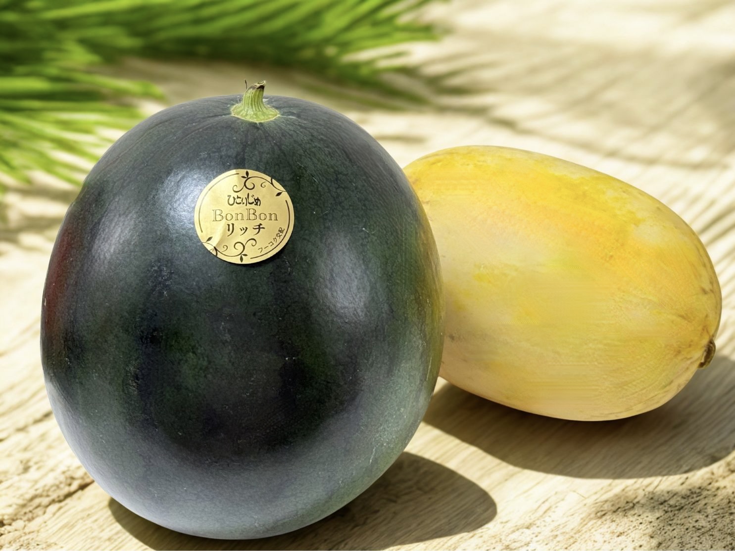 三浦】鎌倉時代から続く加藤農園 黒皮スイカと甘酸っぱいメロンの挑戦