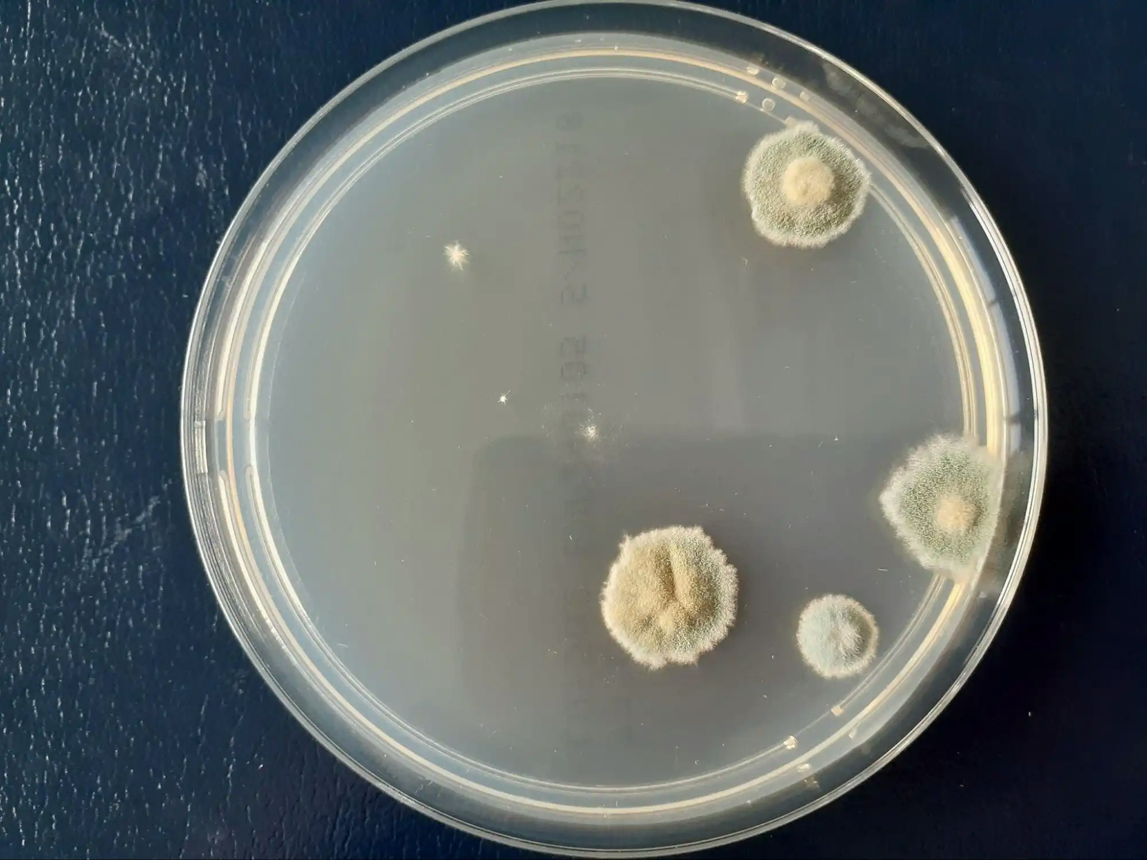 除菌後。目視できるコロニー数は1桁程度。