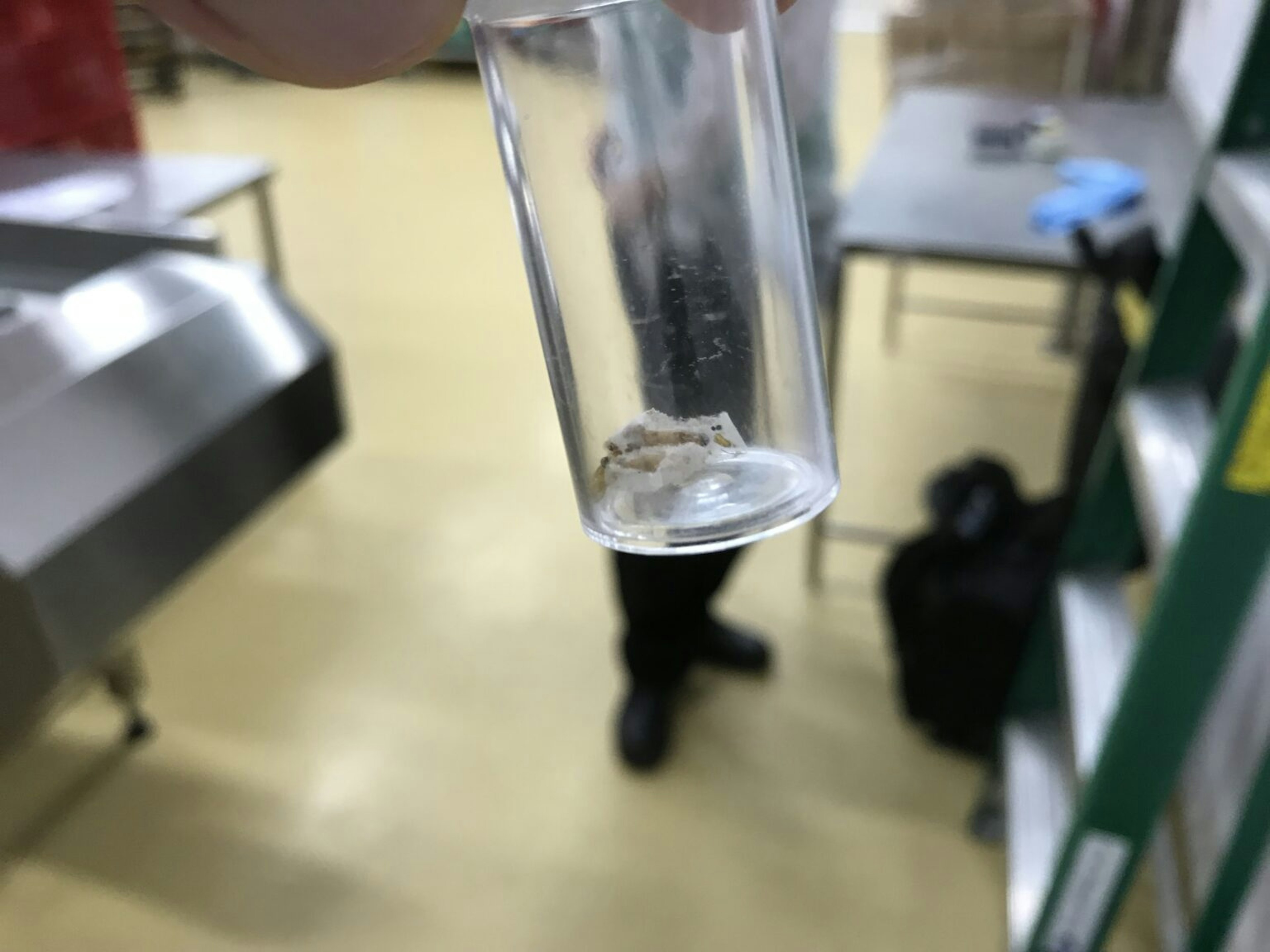 原因となる虫に関して調査している写真