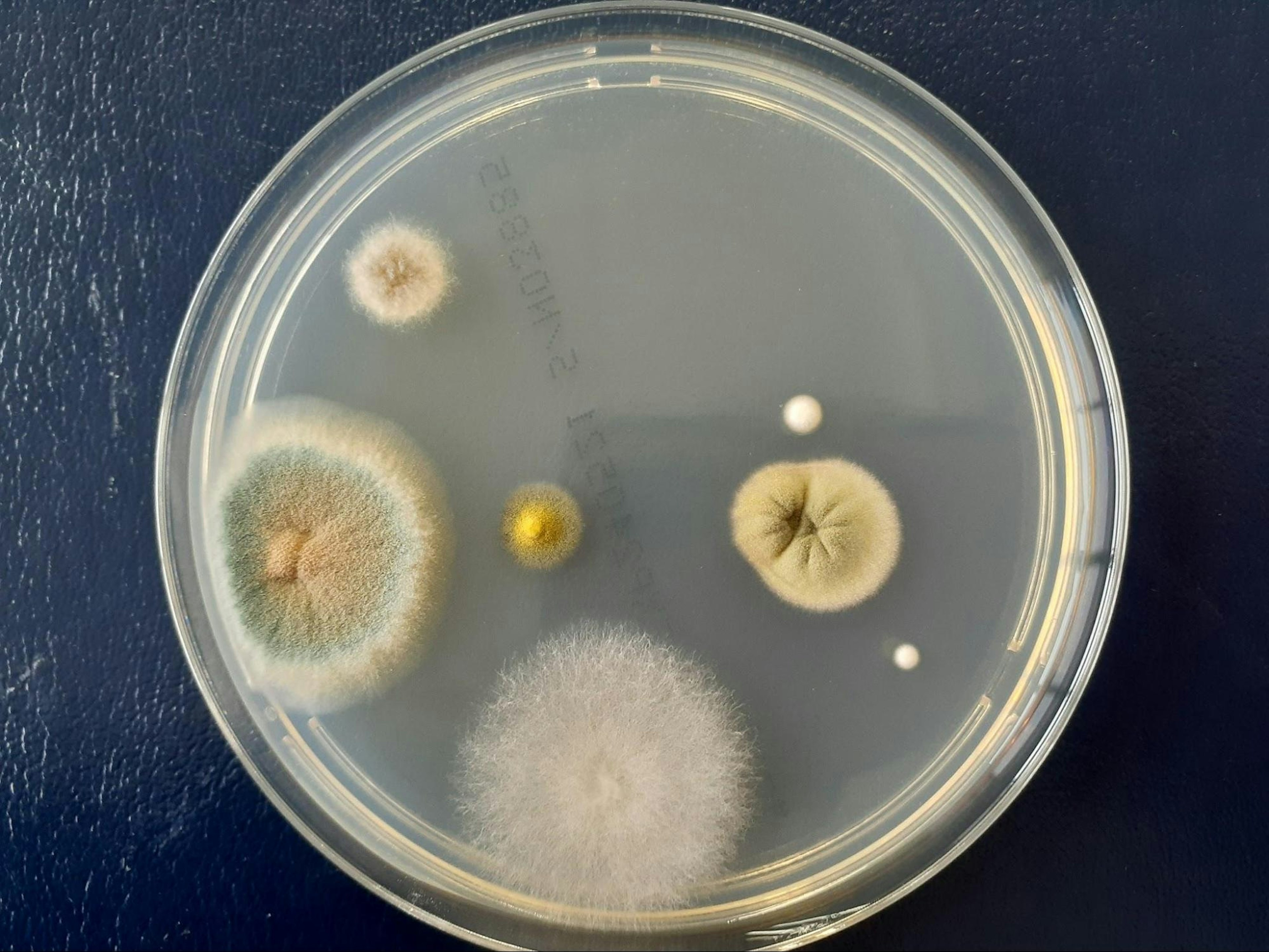 除菌後。目視できるコロニー数は1桁程度。