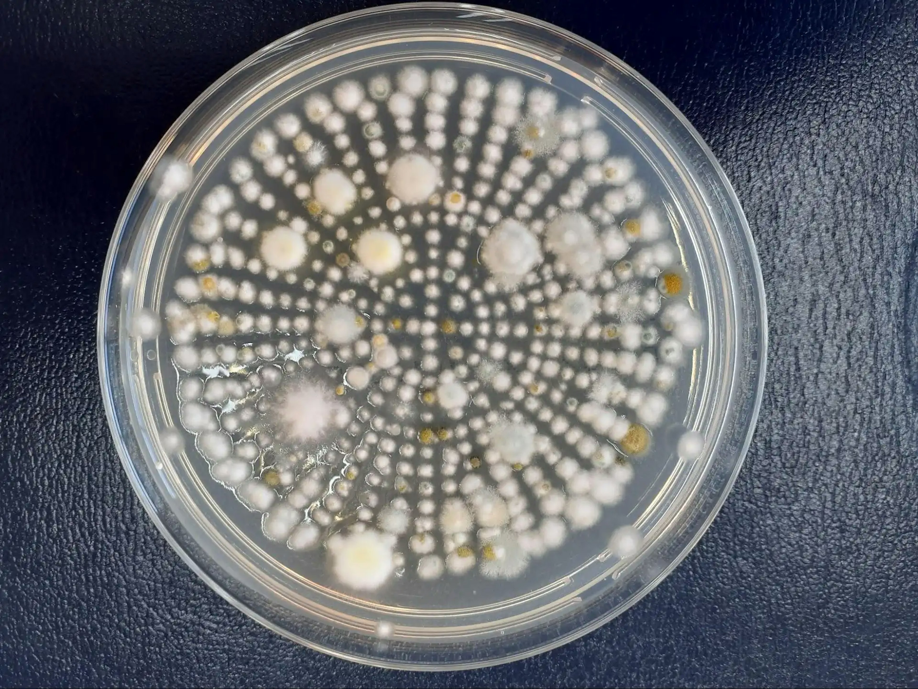 除菌前。無数のコロニーが確認できる。