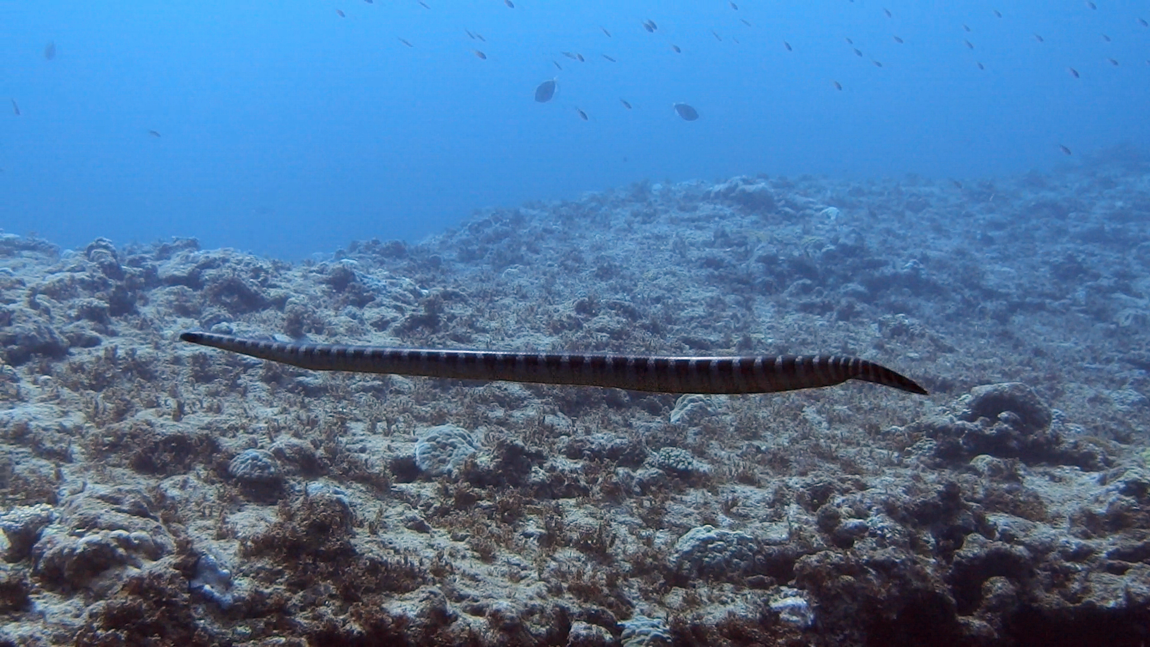 エラブウミヘビ「沖縄久高島のイラブー」