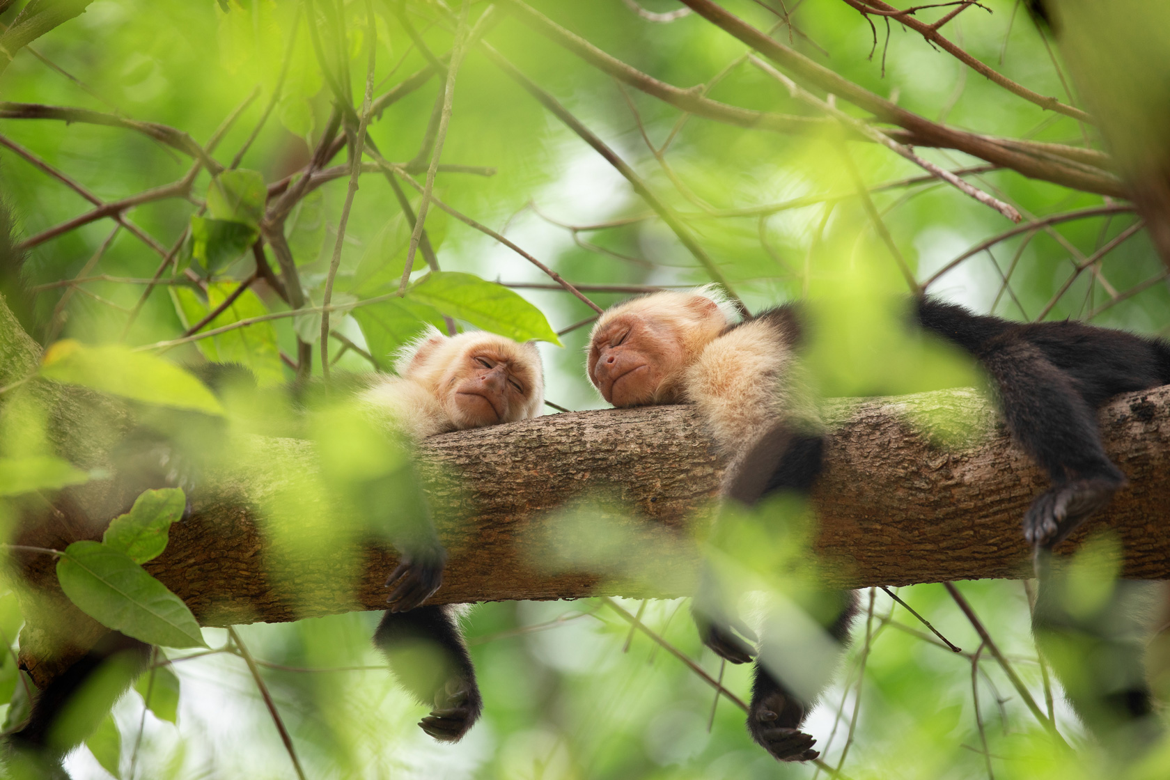 「動物たちの秘密の生態」