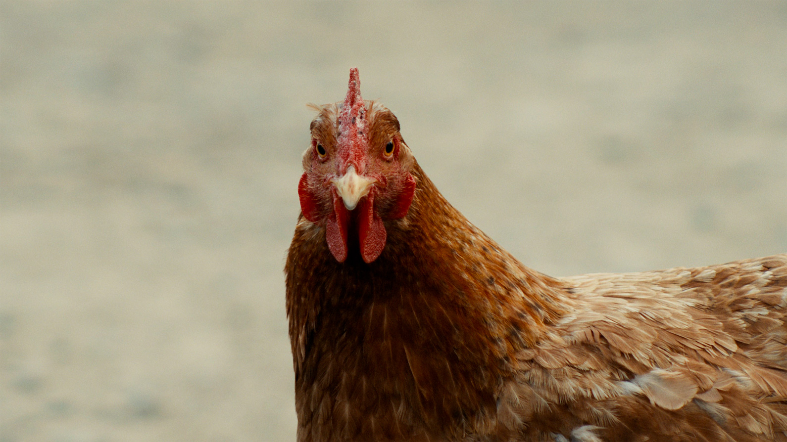 「おんどりの鳴く前に」