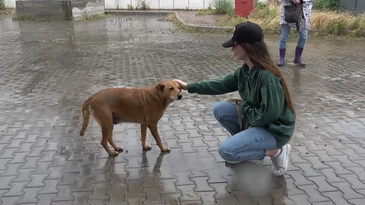 「犬と戦争　ウクライナで私が見たこと」