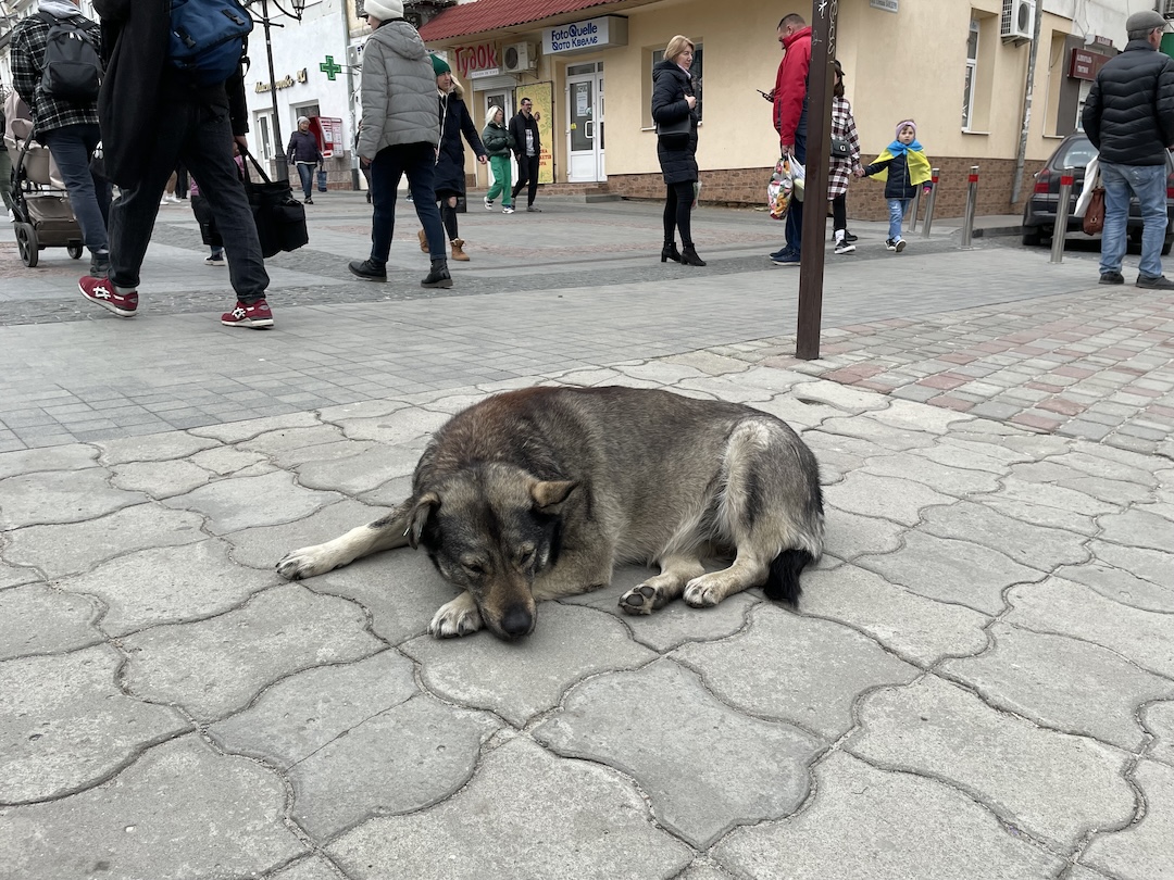 「犬と戦争　ウクライナで私が見たこと」