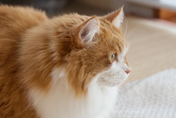 ケモノ（実家のねこ）