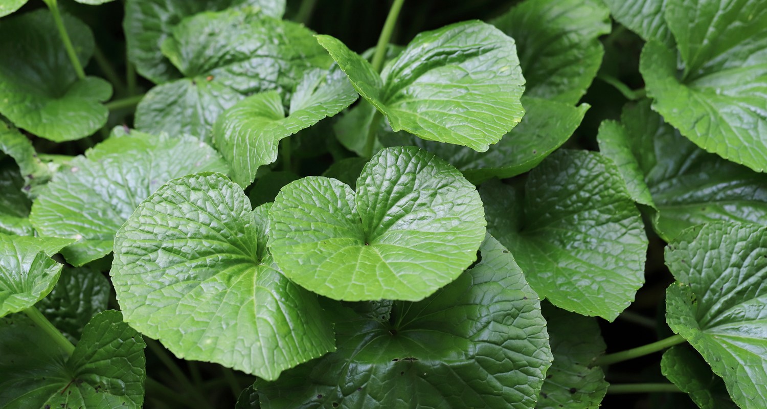 イベントカード