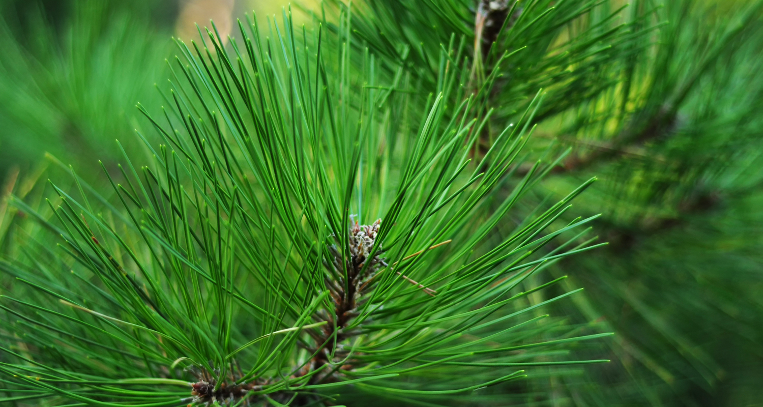 イベントカード