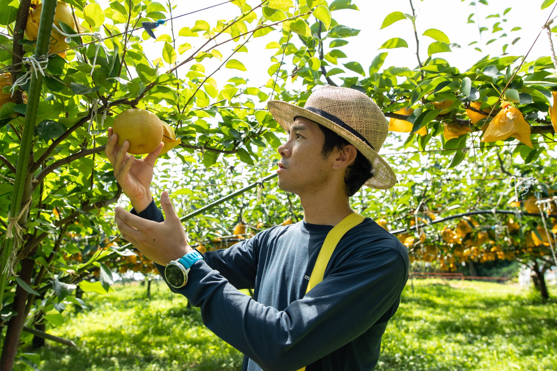 鳥取県大山町で梨の生産・販売をする株式会社こうさてん十が「鳥取を