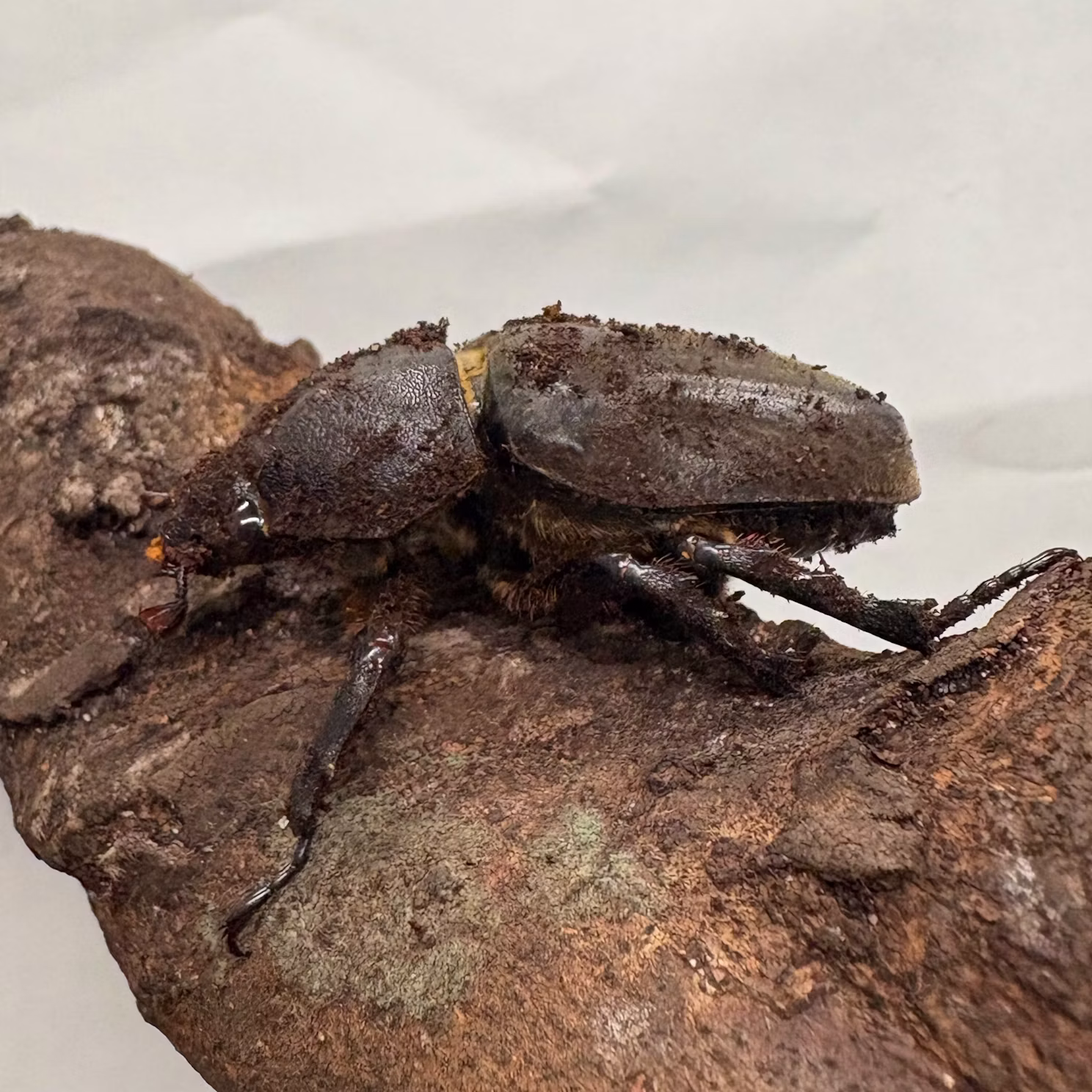カブトムシたちをご紹介！
