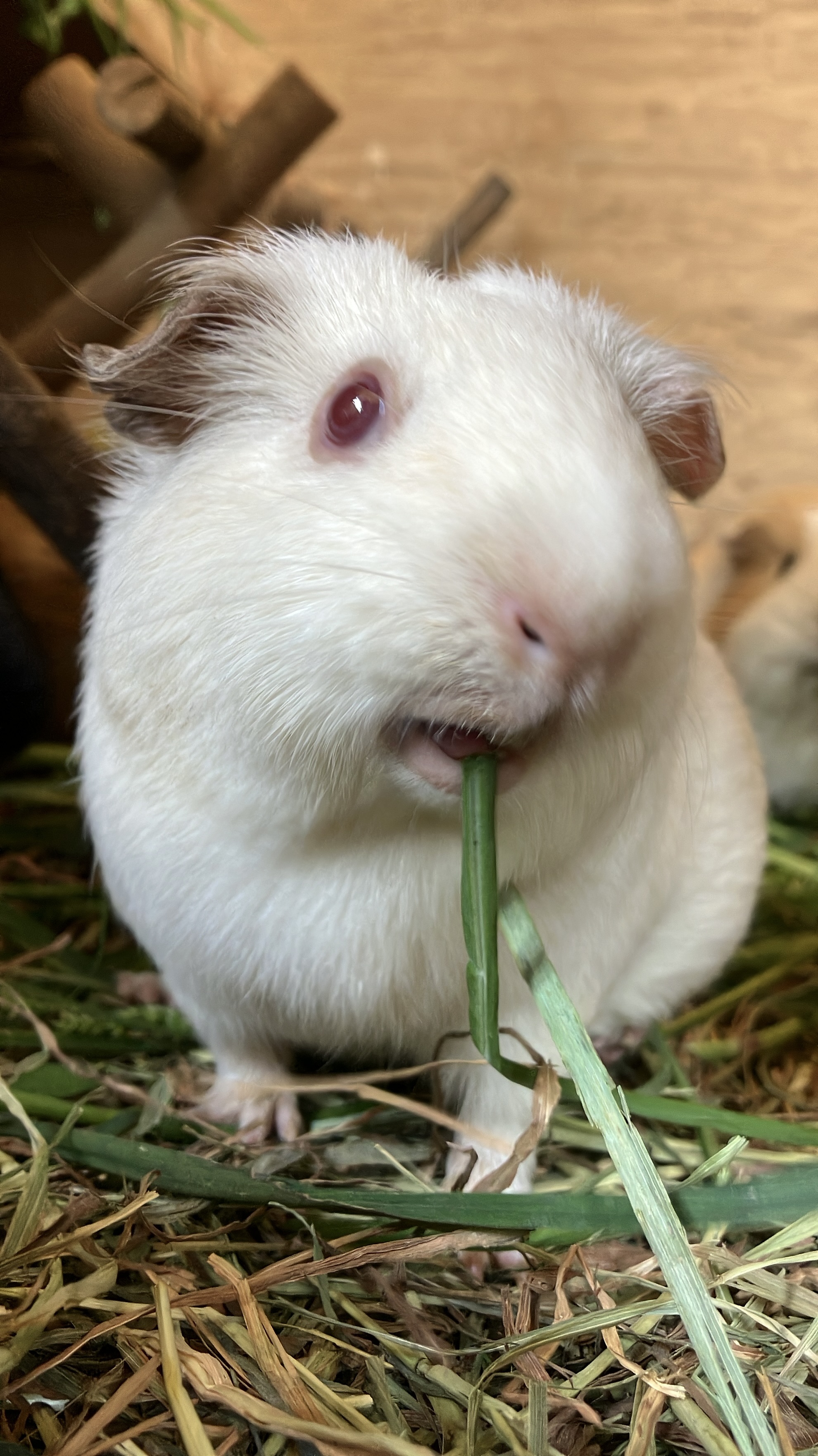 【訃報】おもちありがとう