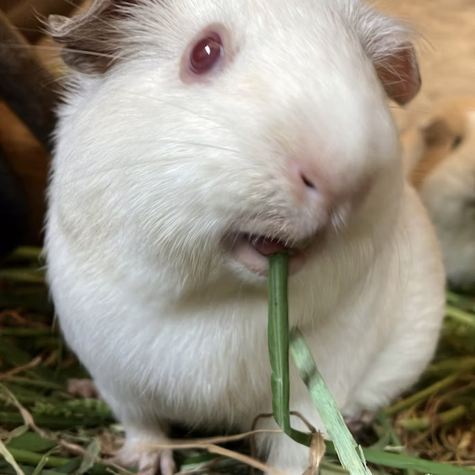 【訃報】おもちありがとう