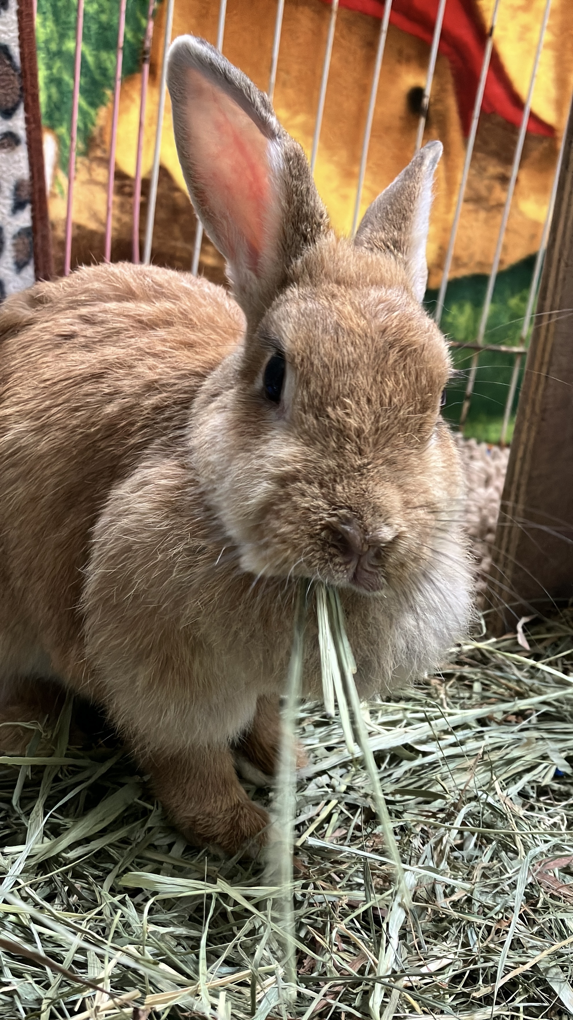 【訃報】クッキーありがとう