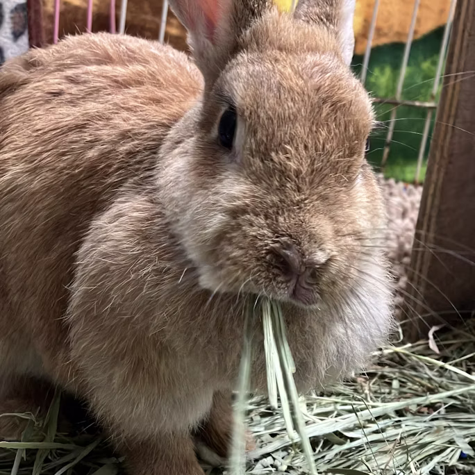 【訃報】クッキーありがとう