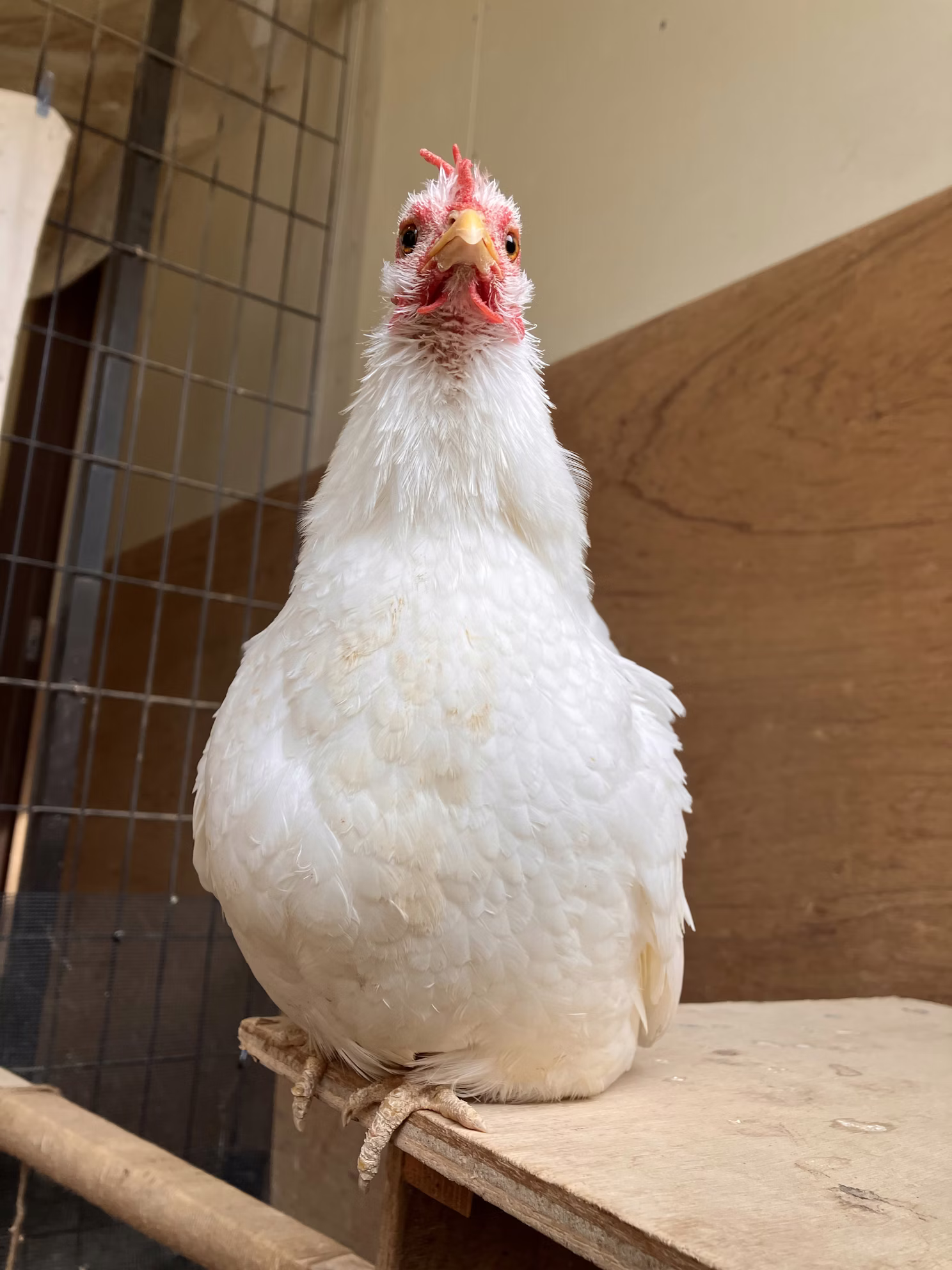 ニワトリの日！！