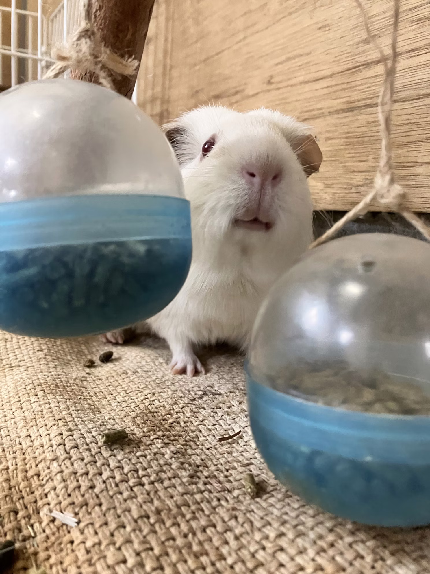 【訃報】おもちありがとう