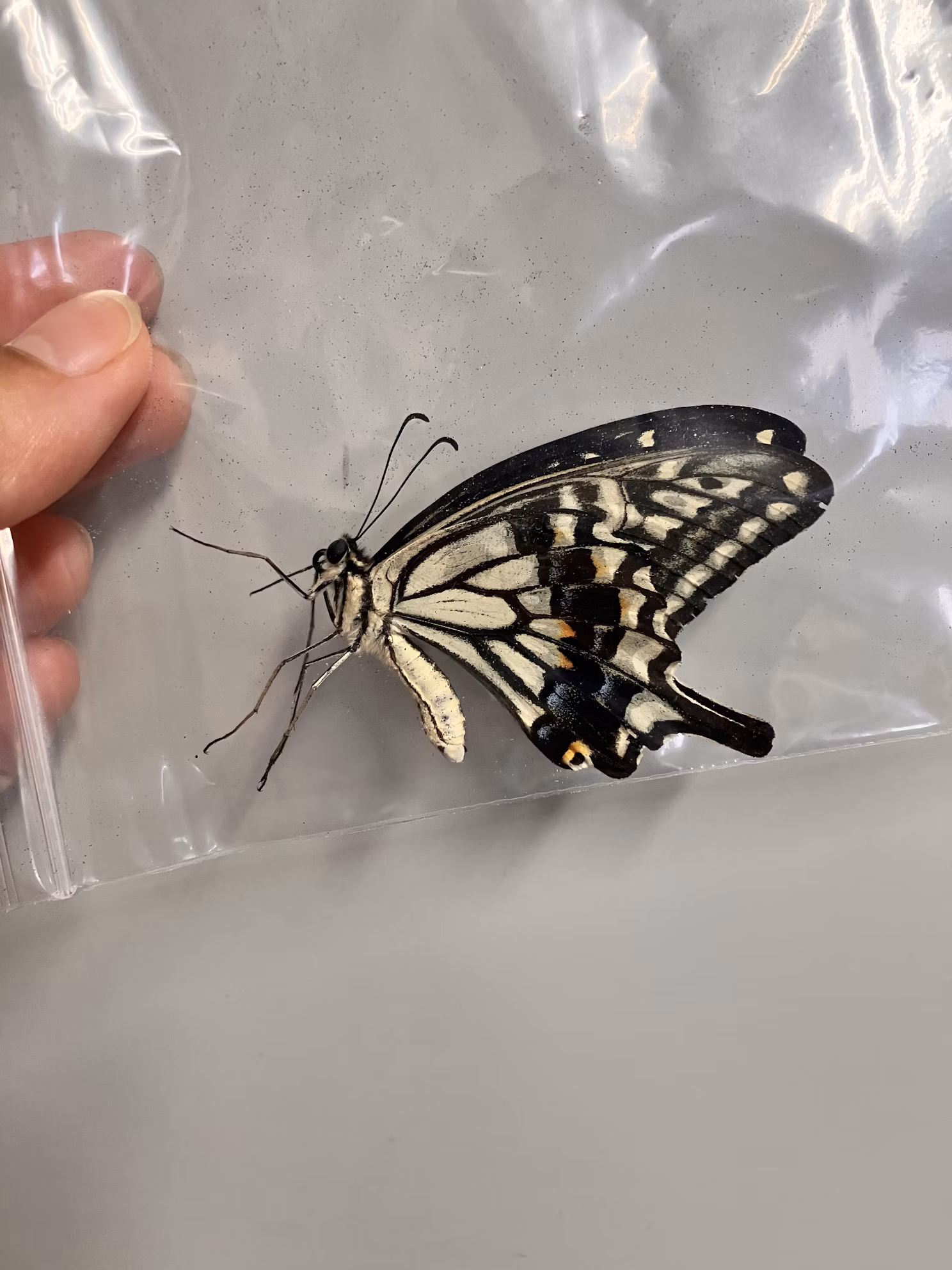 猪名川流域生態調査②