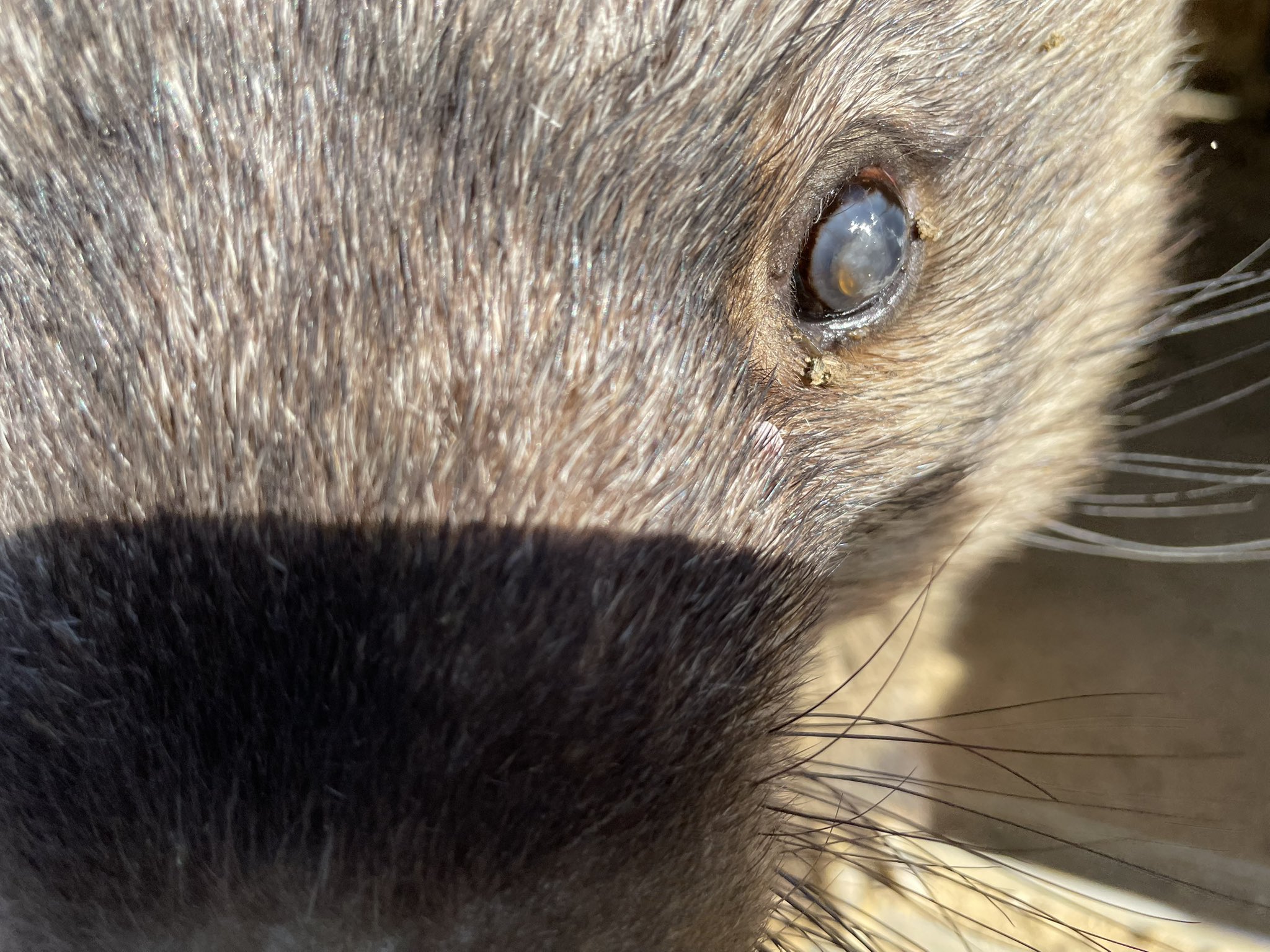 ワインとユキの、まるで夫婦な関係