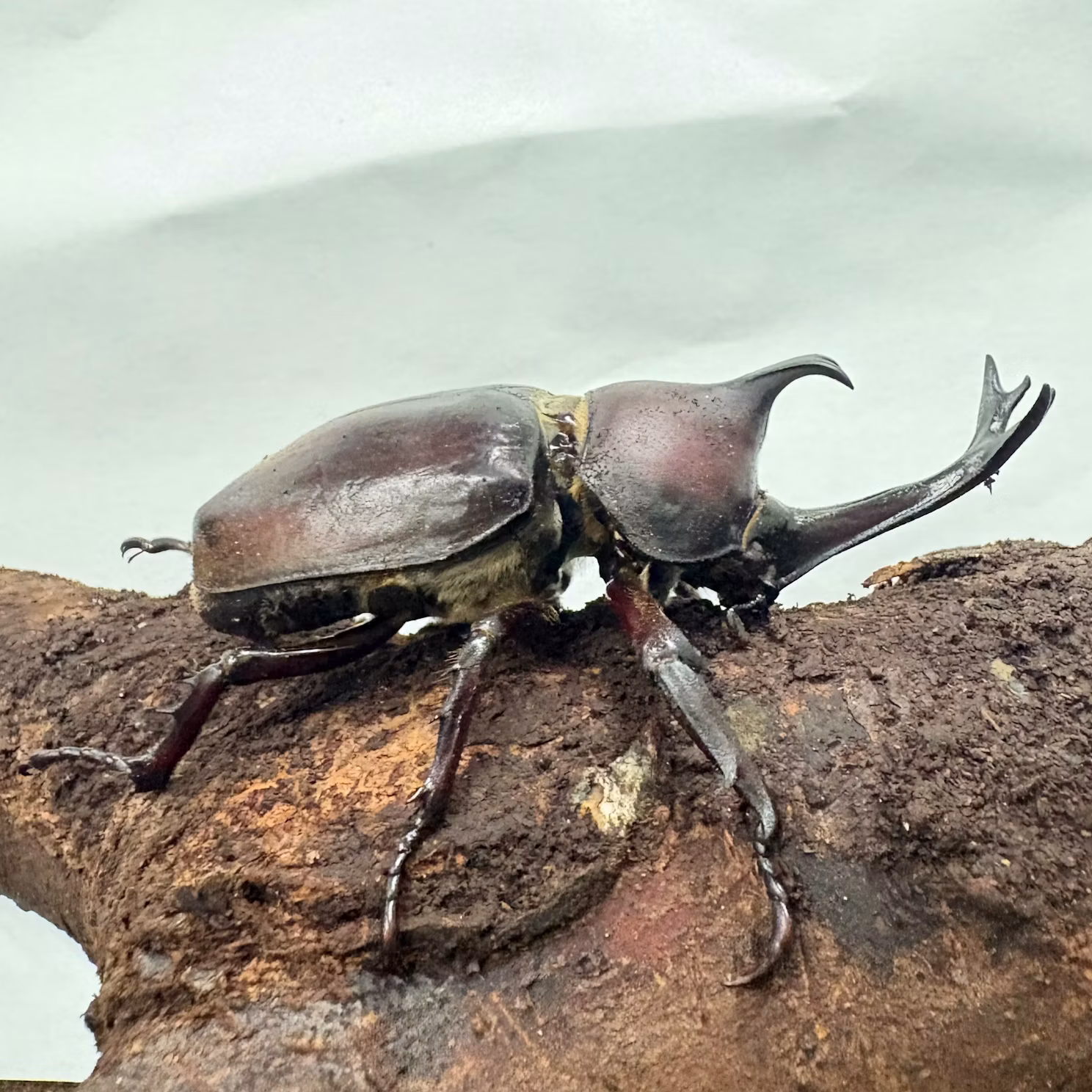 カブトムシたちをご紹介！