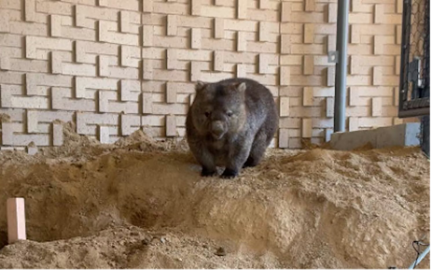 ウォンバット、お引っ越しでストレス感じる？　京大が触らず測るレーダーで計測に挑戦