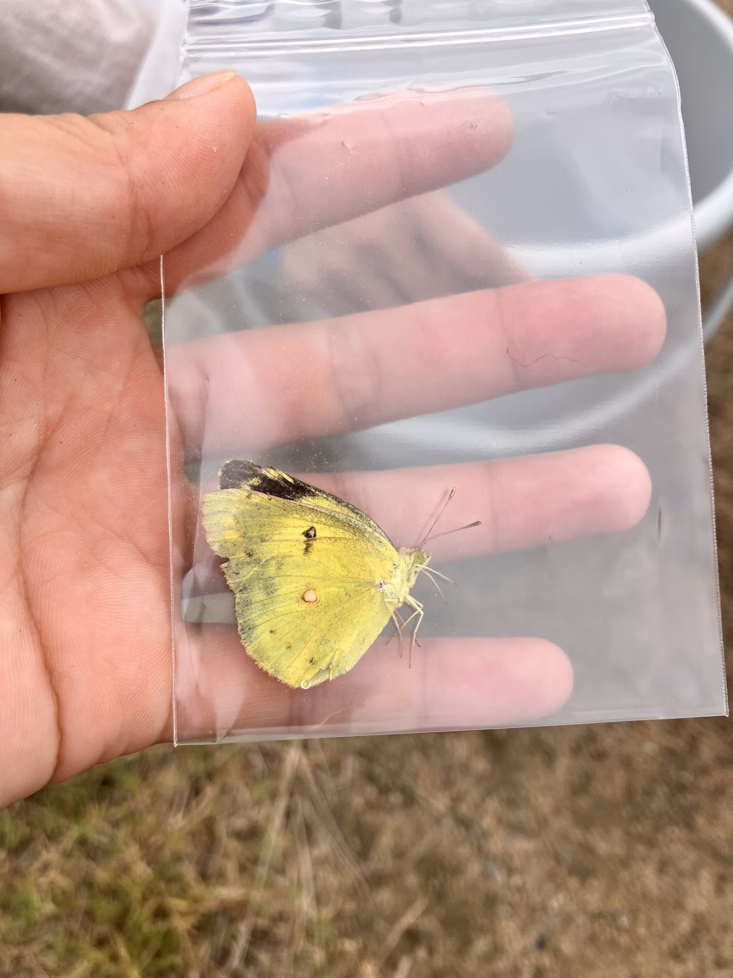 猪名川流域生態調査②