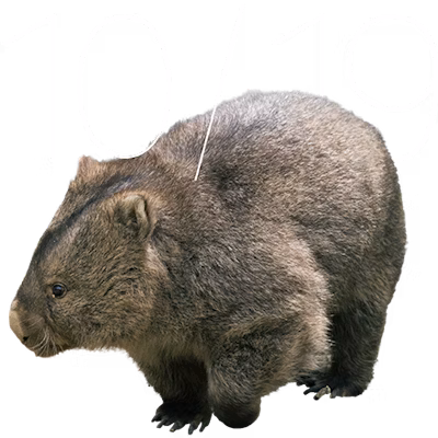 ウォンバットの日 2025