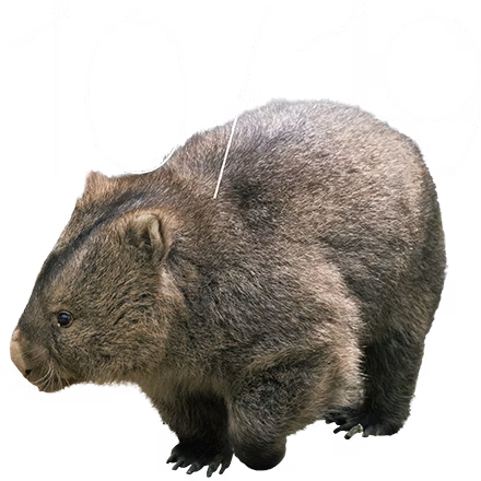 ウォンバットの日 2025