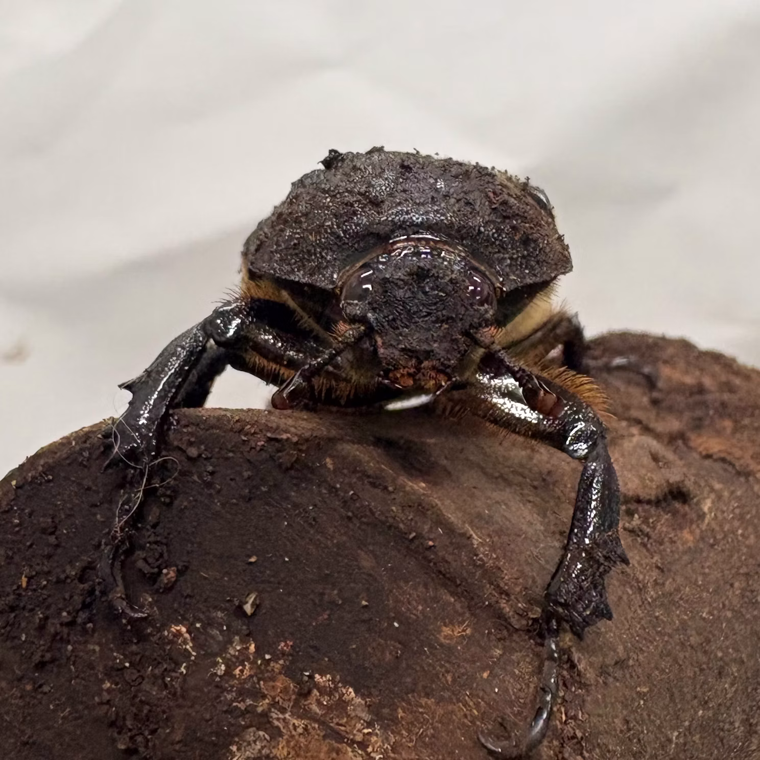 カブトムシたちをご紹介！