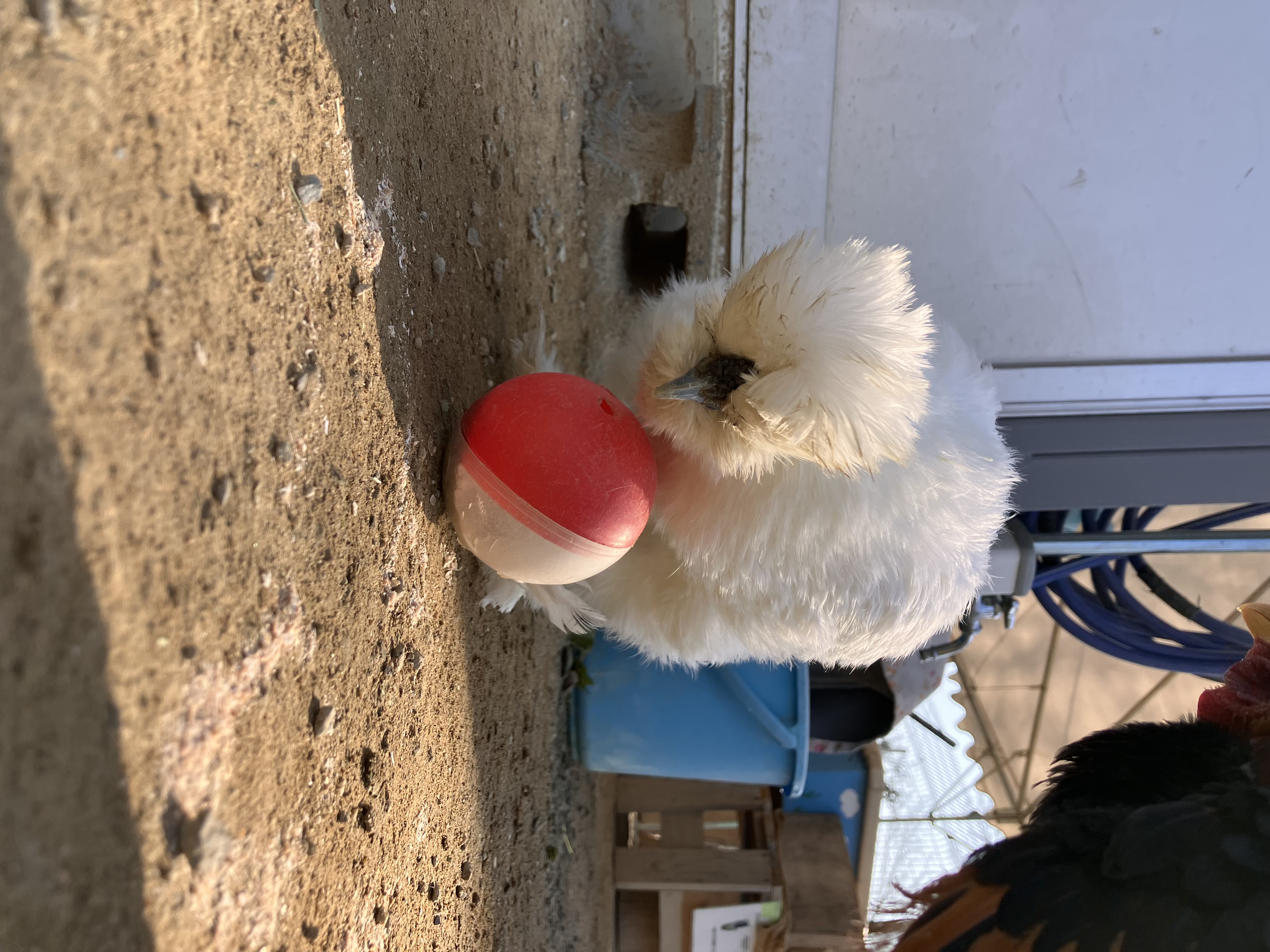 ニワトリのチャメちゃん