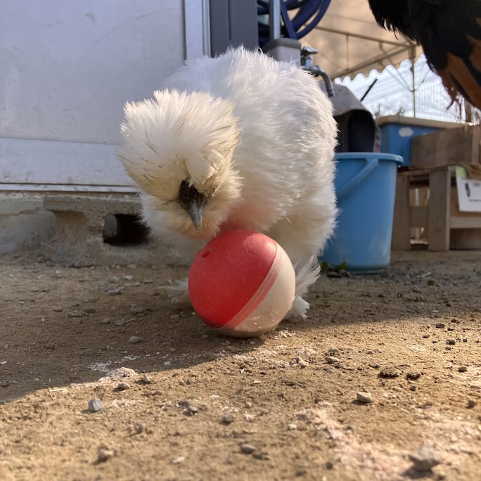 ニワトリのチャメちゃん