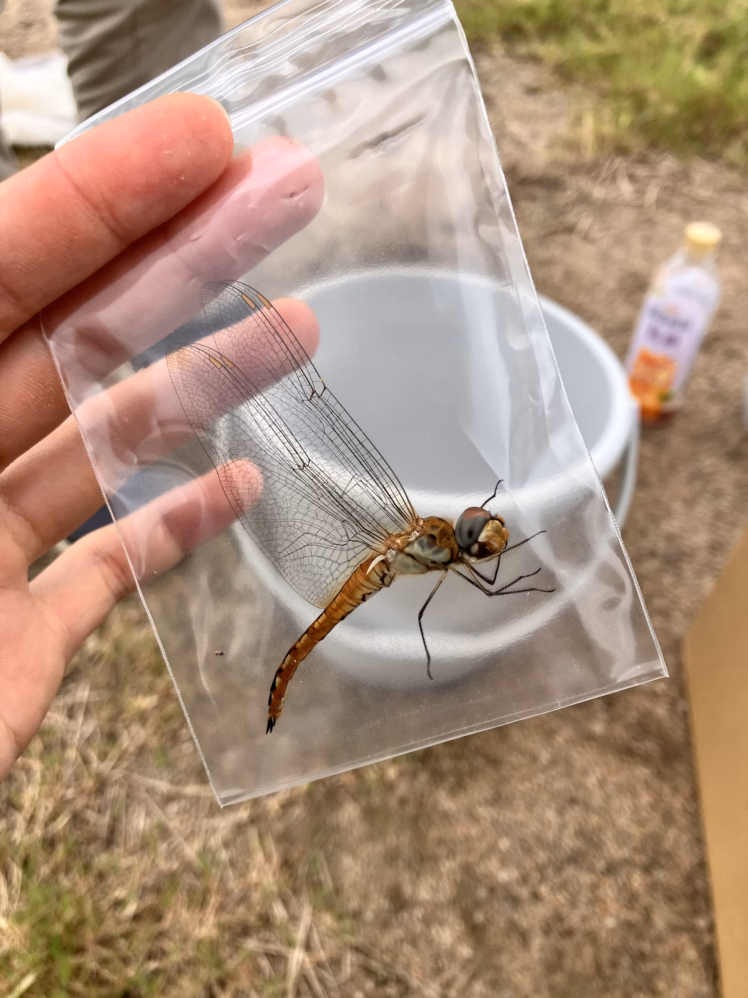 猪名川流域生態調査②