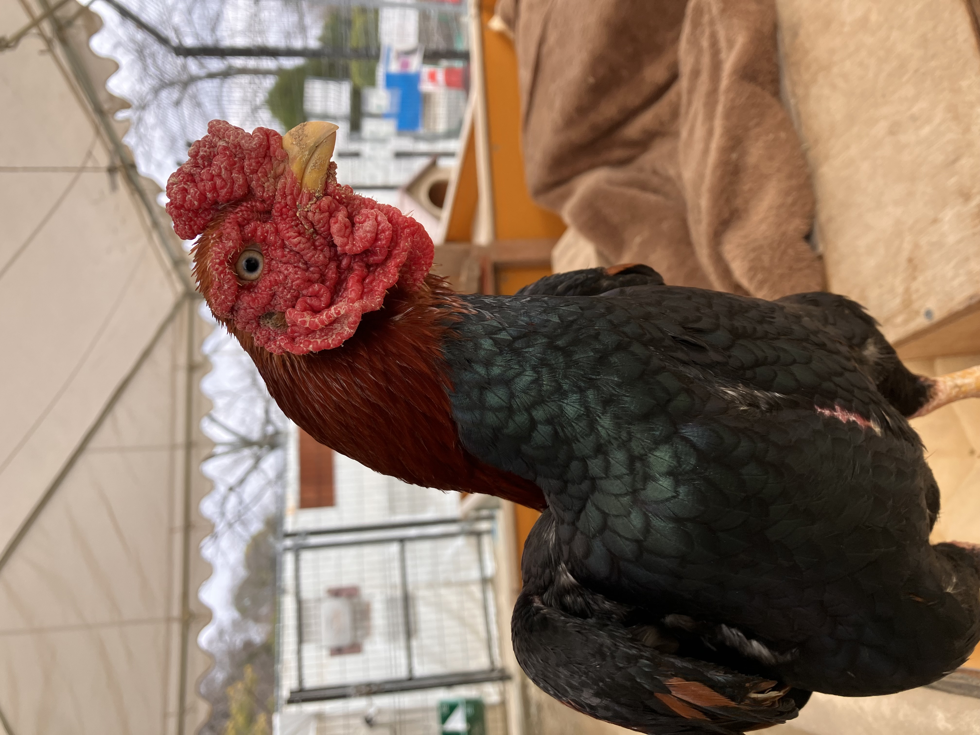 ニワトリの日！！ | ブログ | Satsukiyama DAYZOO