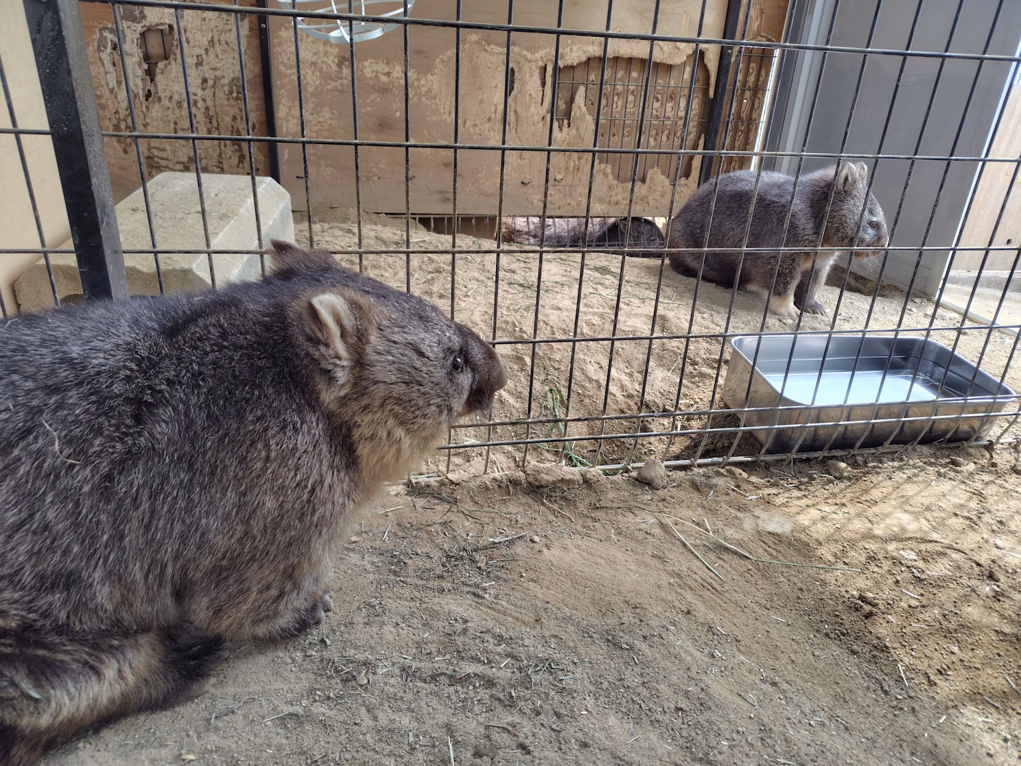 ワインとユキの、まるで夫婦な関係