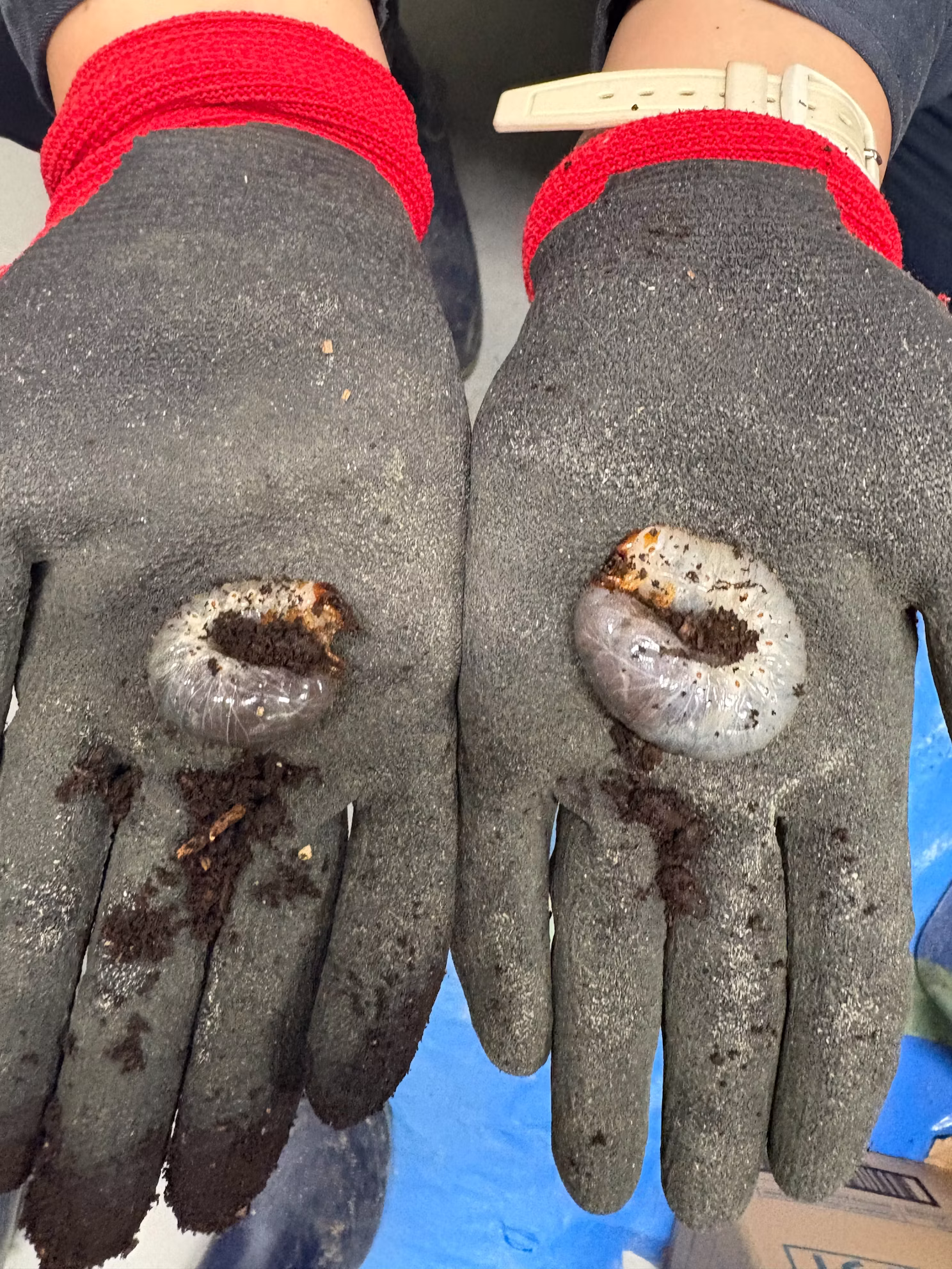 カブトムシたちをご紹介！