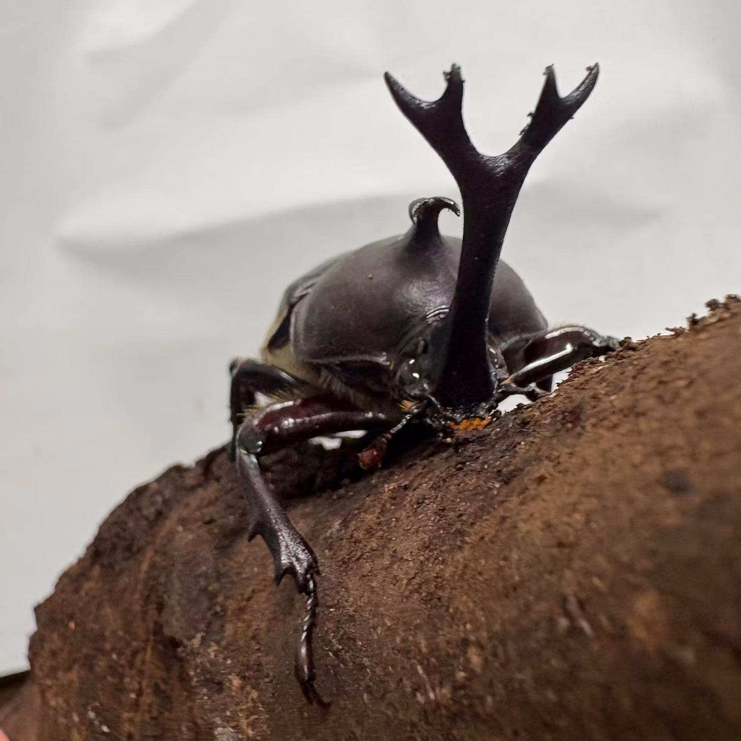 カブトムシたちをご紹介！