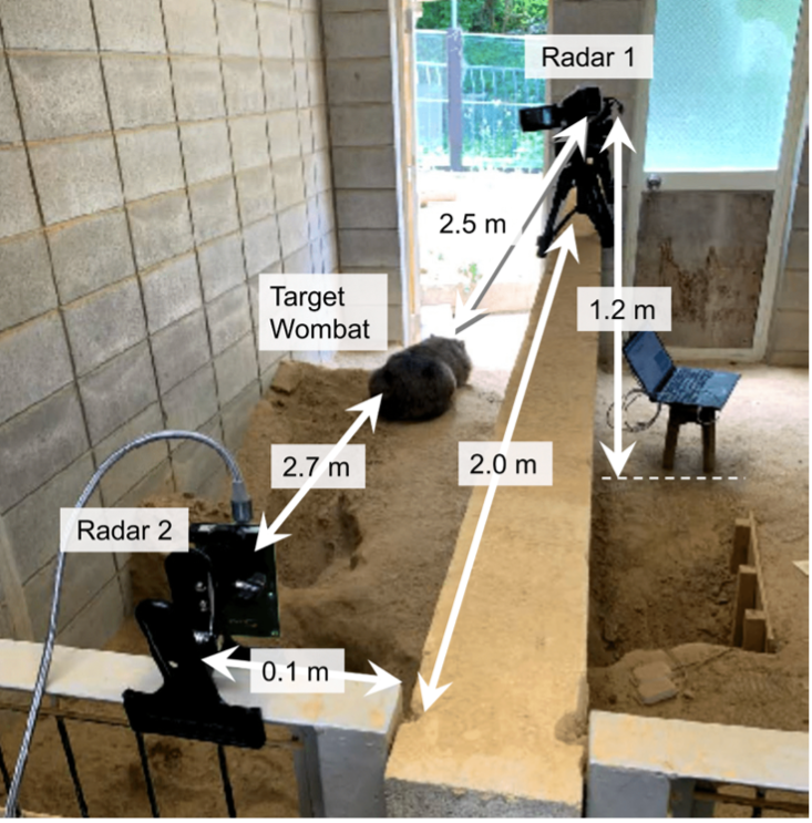 ウォンバット、お引っ越しでストレス感じる？　京大が触らず測るレーダーで計測に挑戦