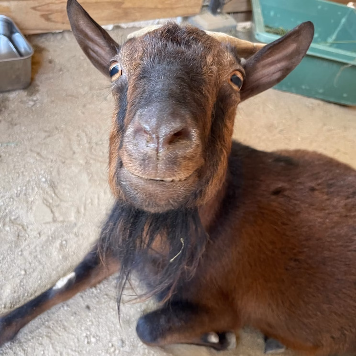動物福祉ってなあに？