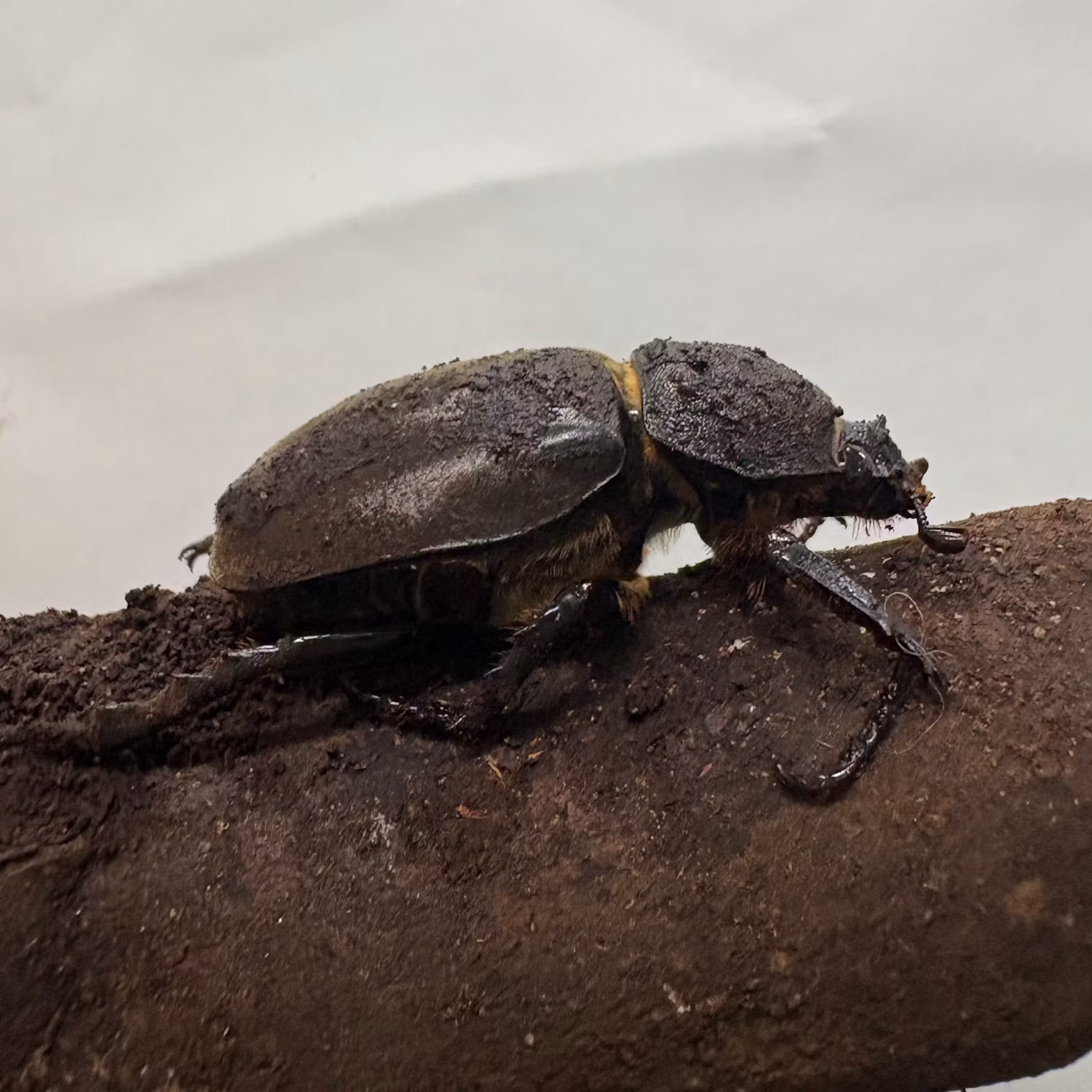 カブトムシたちをご紹介！