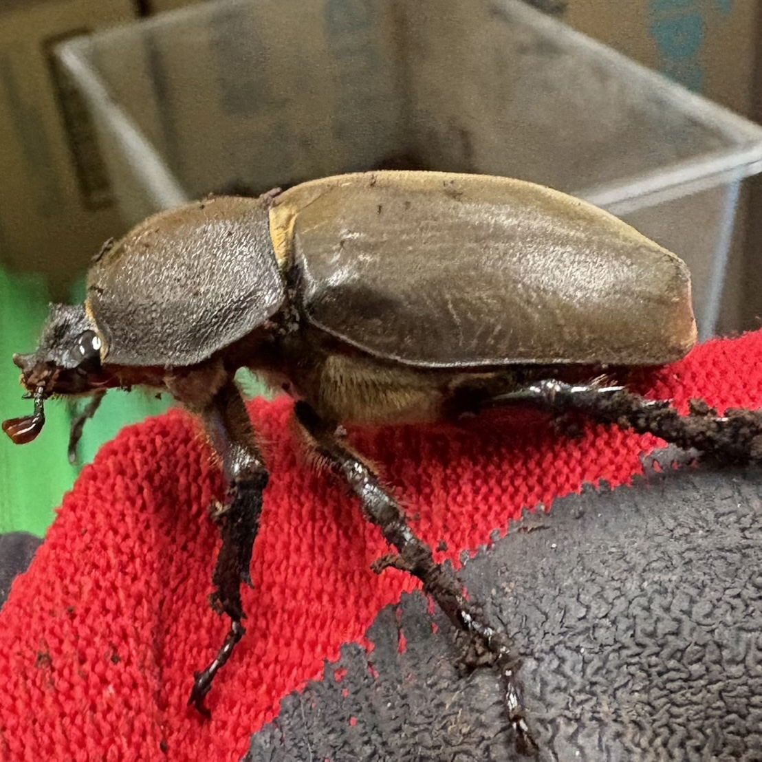 カブトムシたちをご紹介！ | ブログ | Satsukiyama DAYZOO