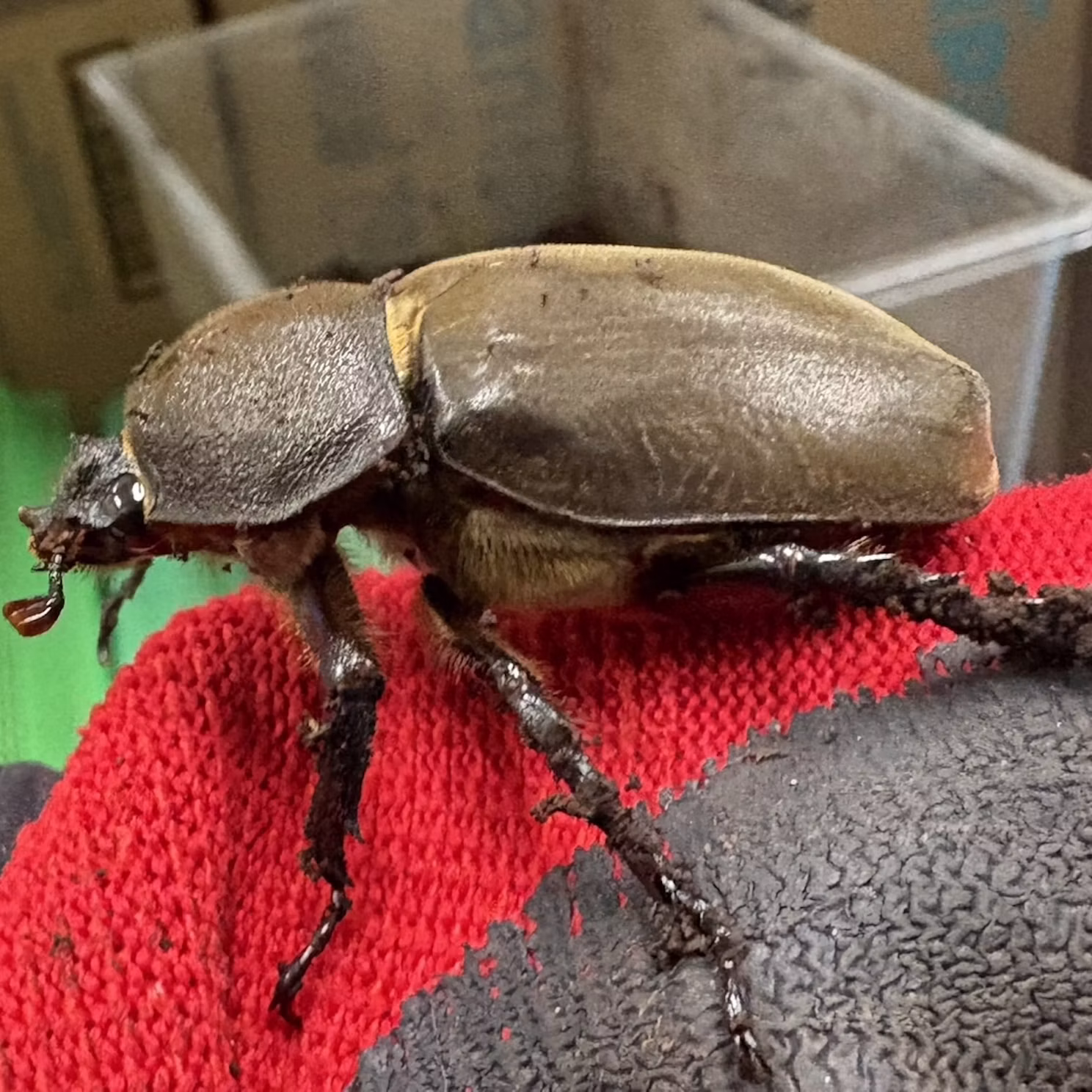 カブトムシたちをご紹介！
