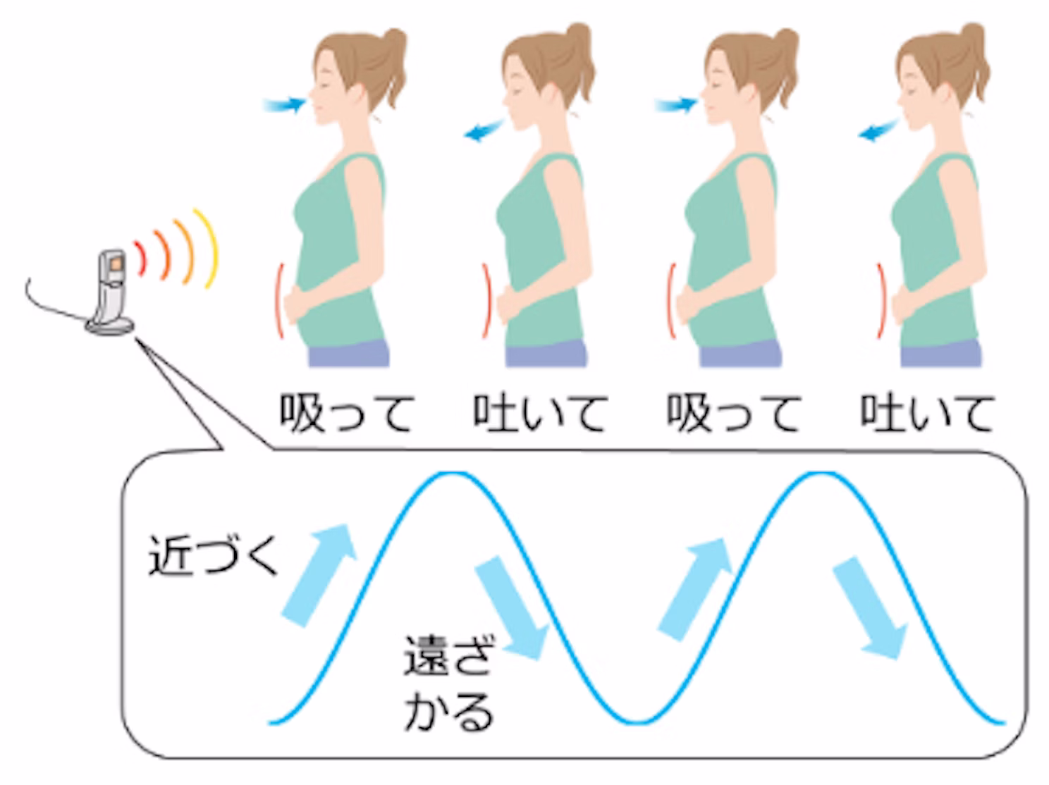 ウォンバット、お引っ越しでストレス感じる？　京大が触らず測るレーダーで計測に挑戦