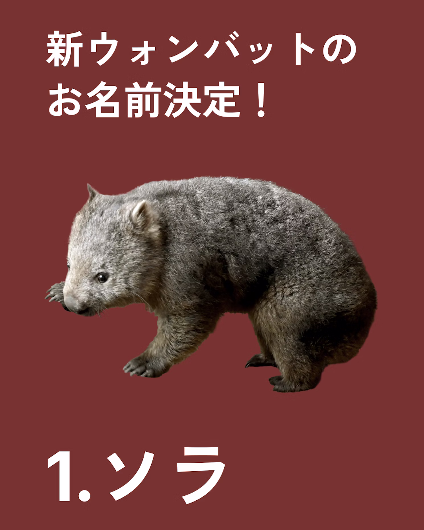新ウォンバット２頭の名前が決定しました！