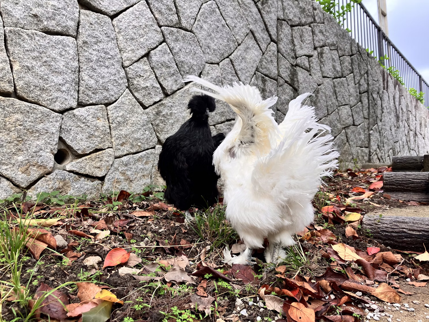 チャメちゃんありがとう