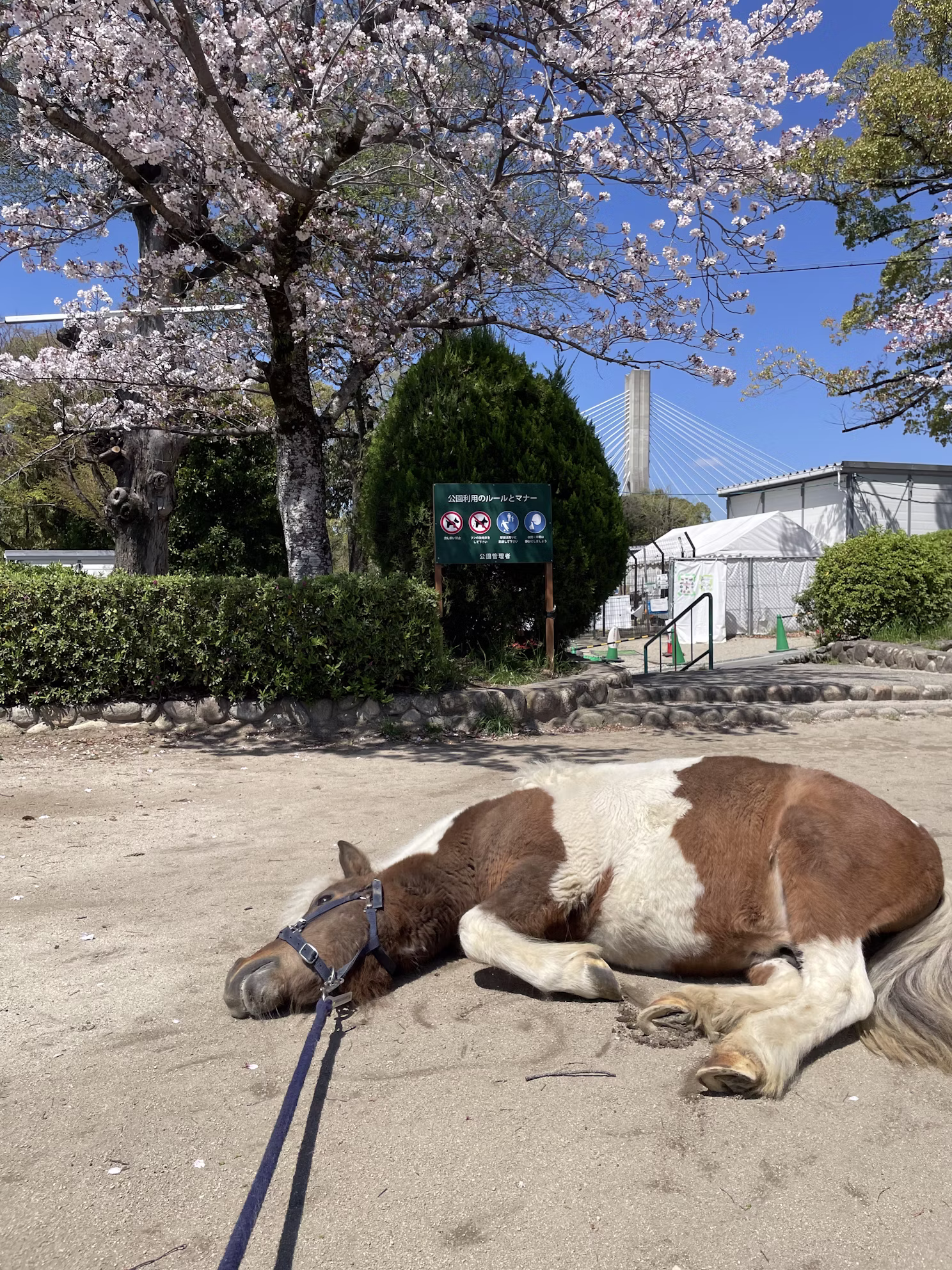 ポニーについてのお知らせ