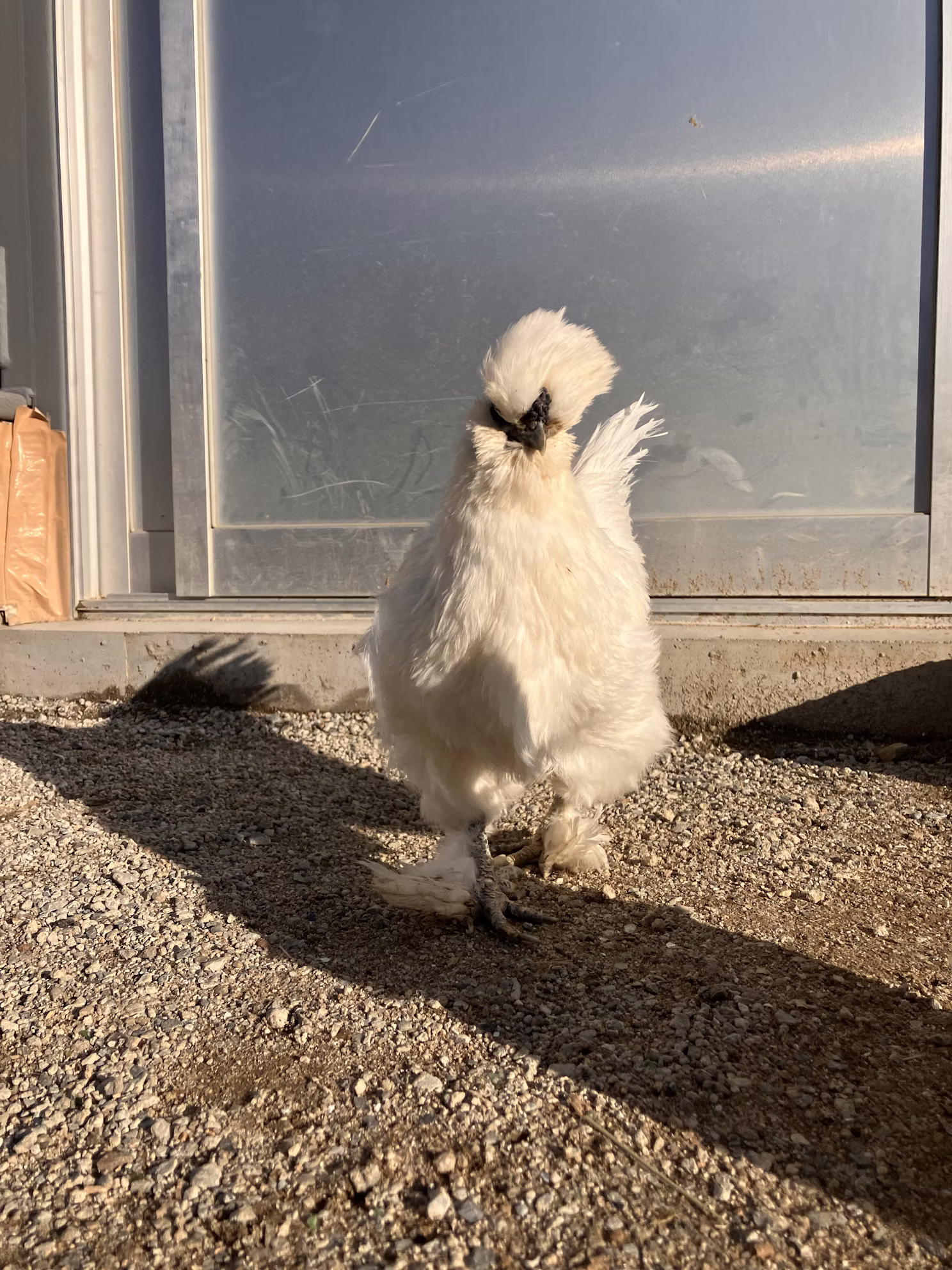 チャメちゃんありがとう