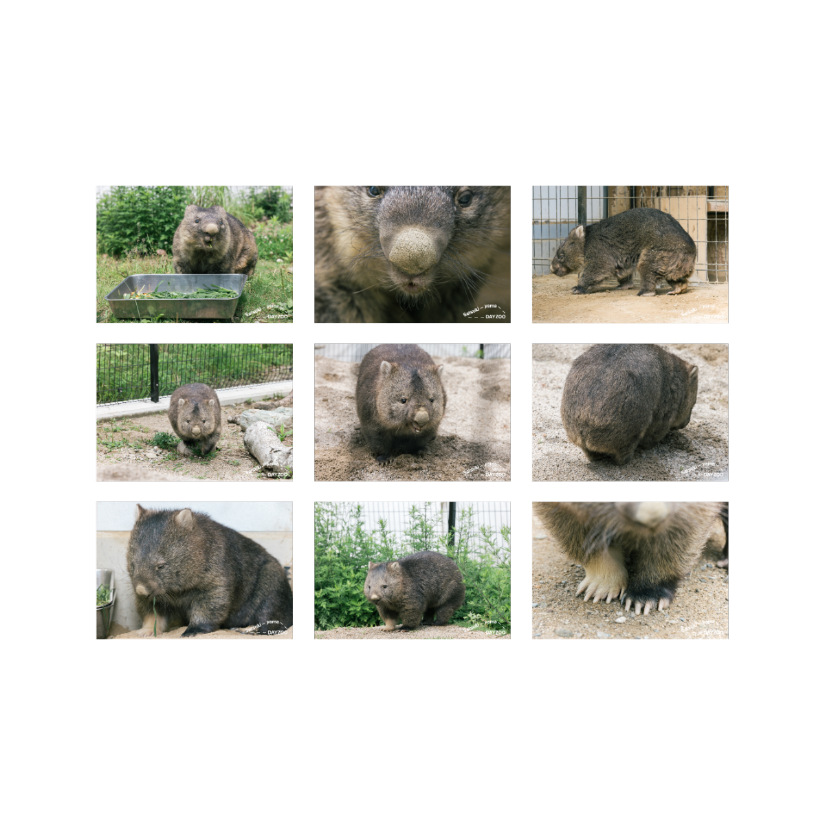 ウォンバットブロマイド