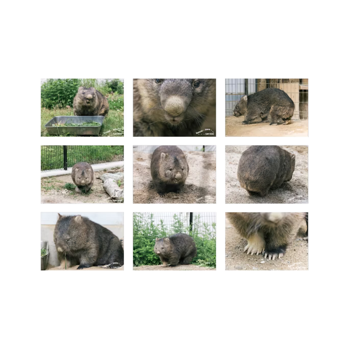 ウォンバットブロマイド